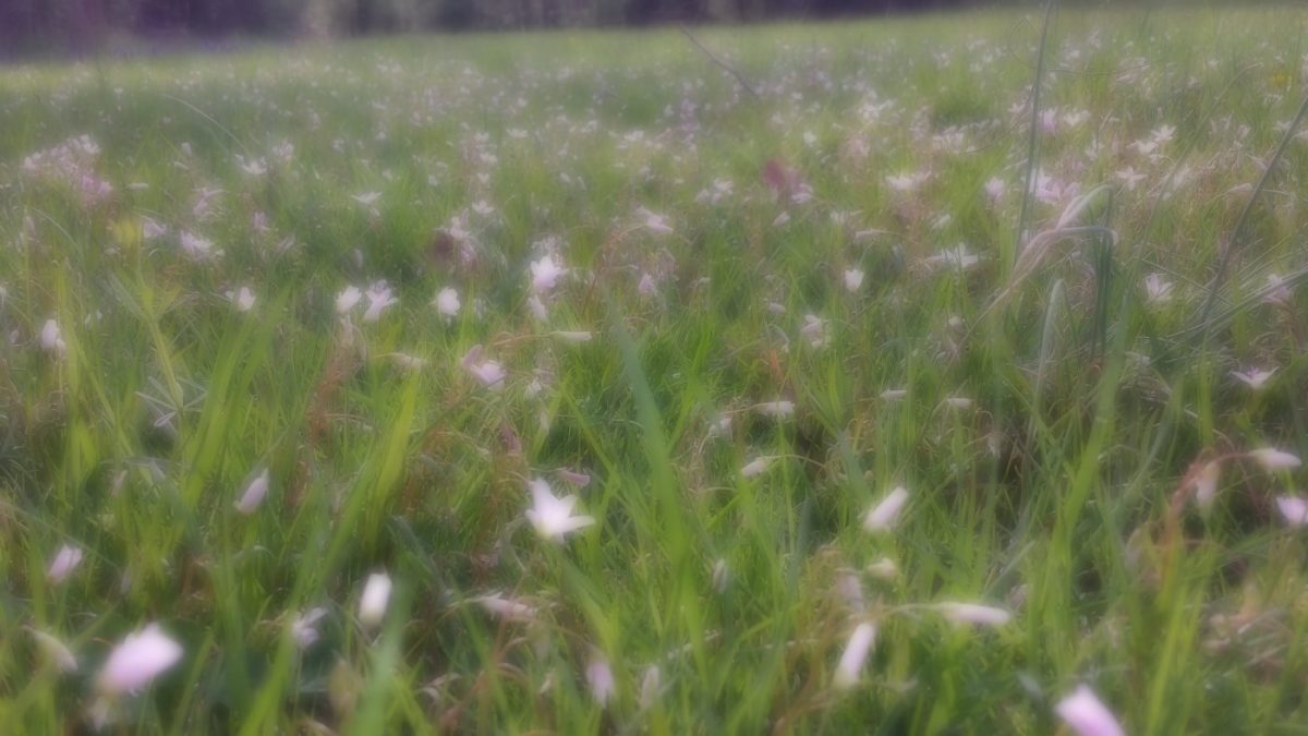muted picture of spring beauty