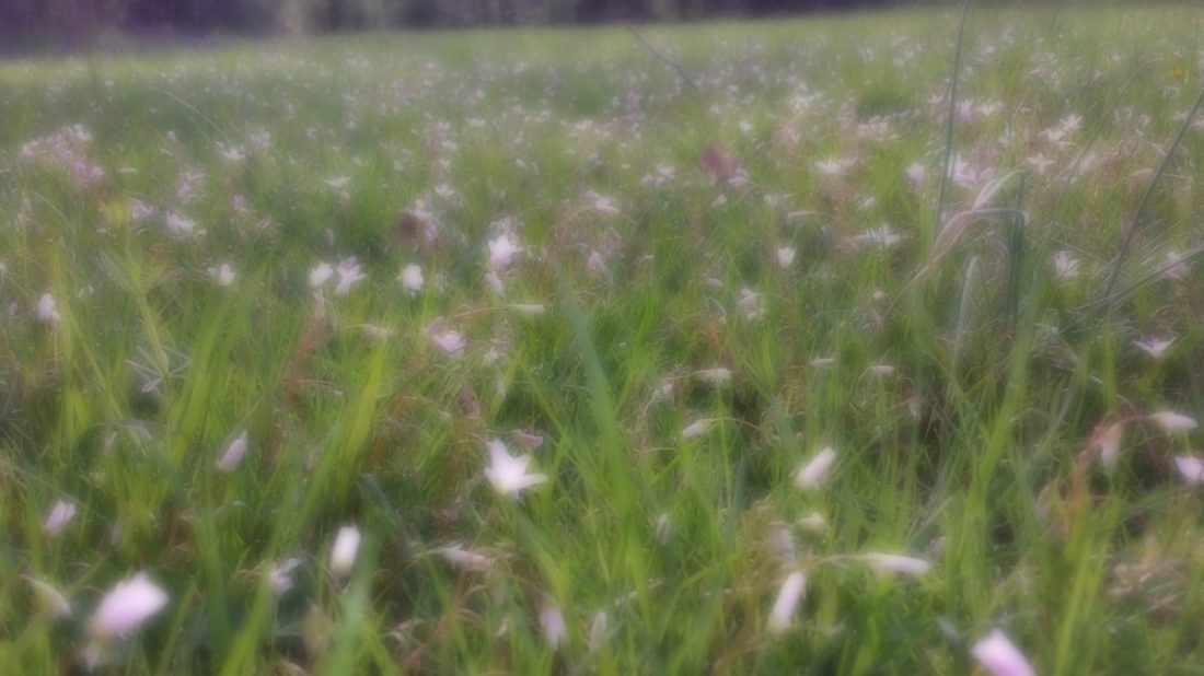 muted picture of spring beauty