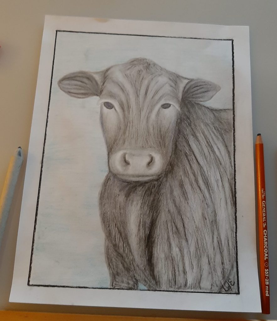 Drawing of an Angus cow