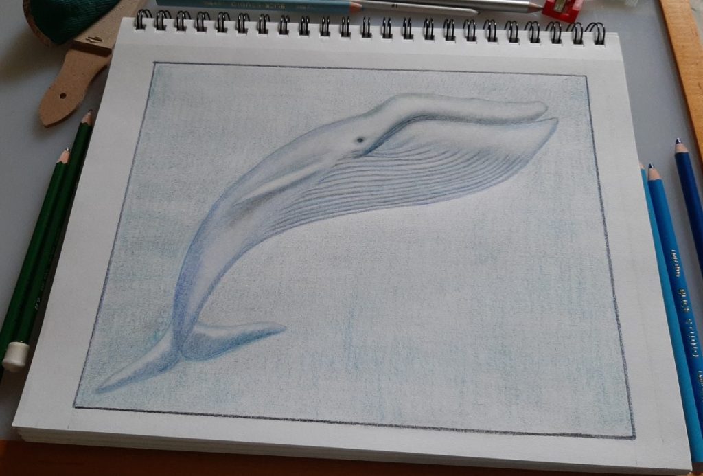 Colored pencil drawing of a blue whale