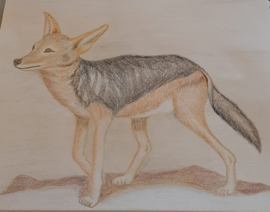 Colored pencil drawing of a jackal