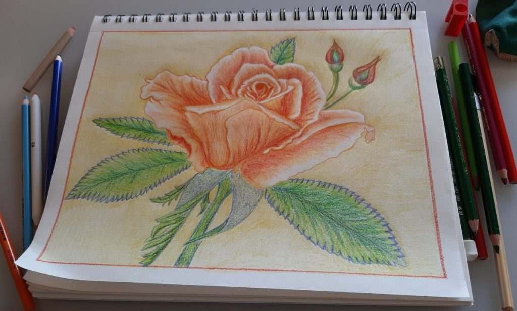 Colored pencil drawing of a rose