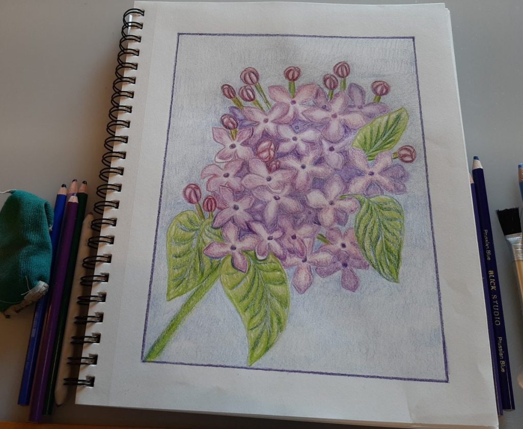 Colored pencil drawing of a lilacs