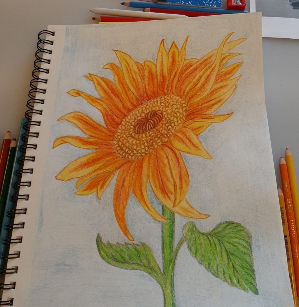 Colored pencil drawing of a sunflower