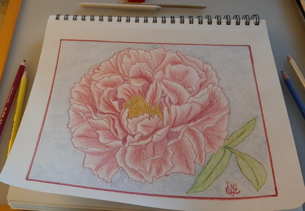 Colored pencil drawing of a red peony