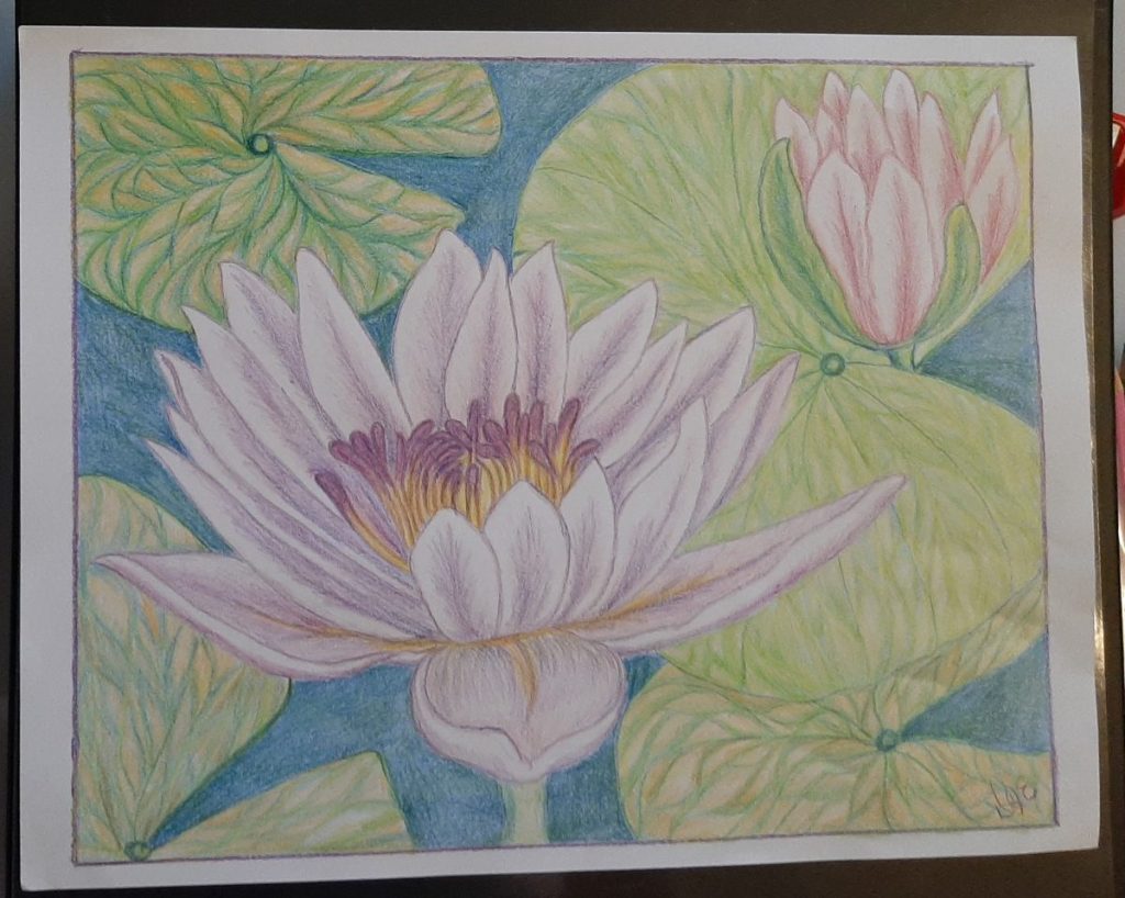 Colored pencil drawing of water lily