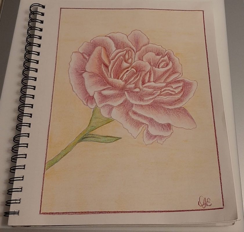 Colored pencil drawing of a carnation