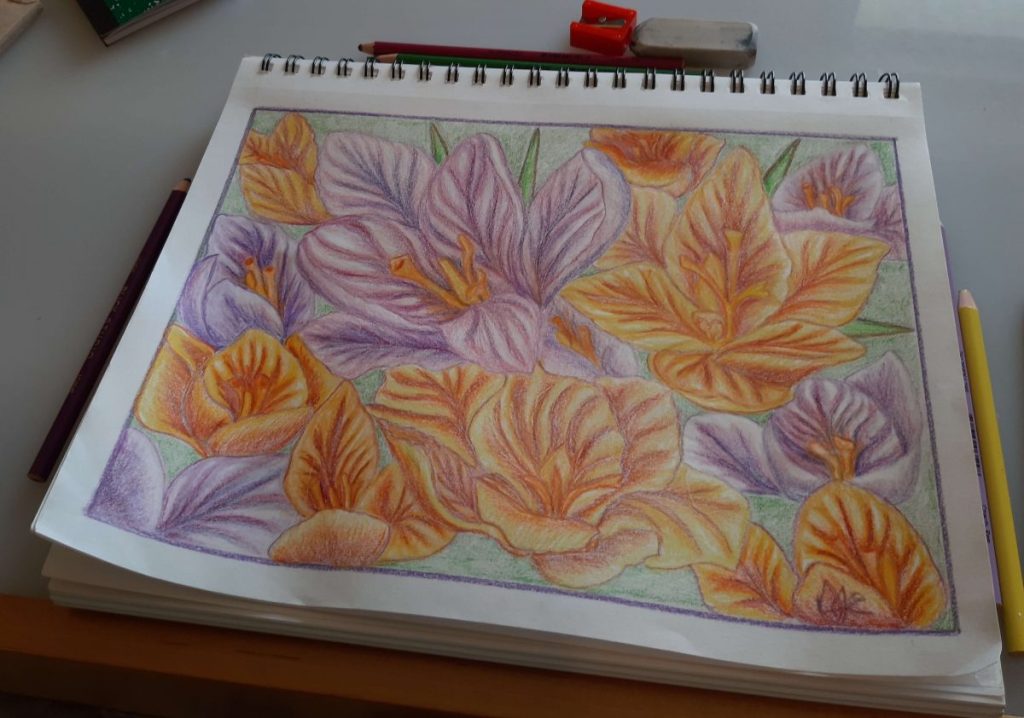 Colored pencil drawing of crocuses