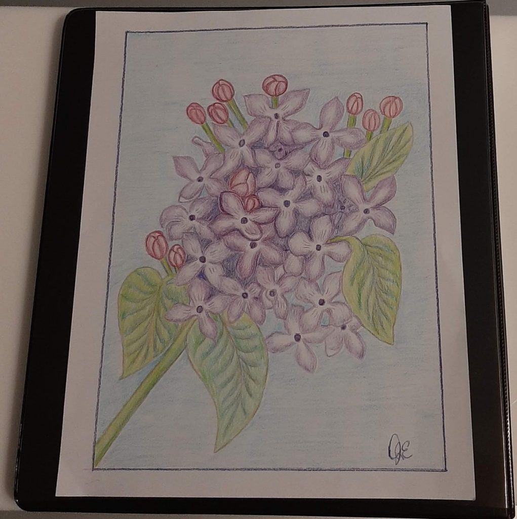 Colored pencil drawing of Lilacs!