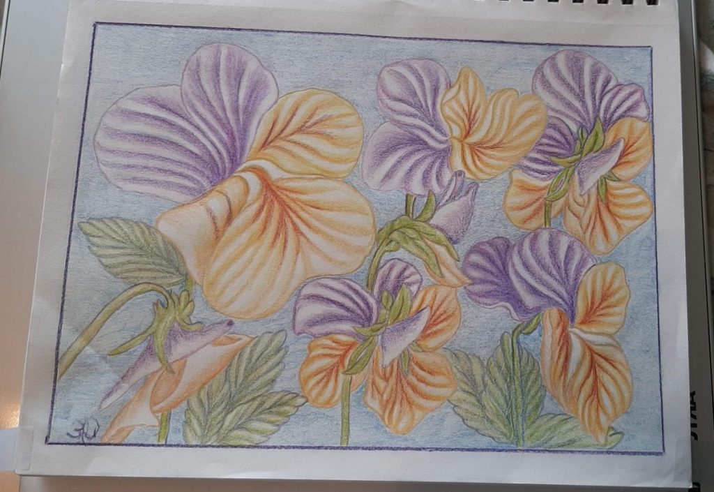 Colored pencil drawing of pansies