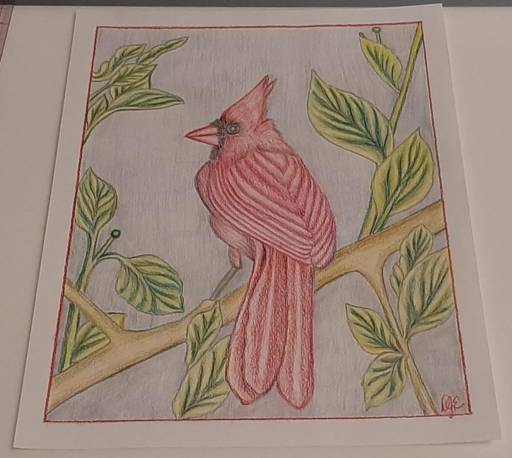Colored pencil drawing of a cardinal