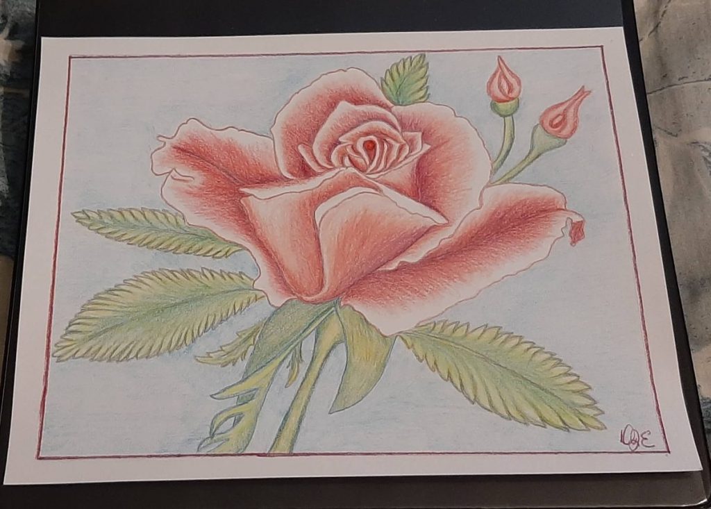 Colored pencil drawing of a Rose